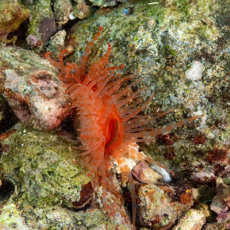 Limaria fragilis (Fragile Fileclam)