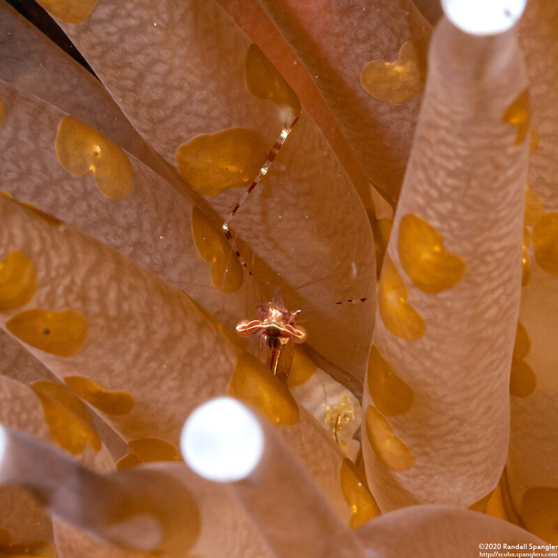 Cuapetes sp.2 (Cuapetes sp.2)