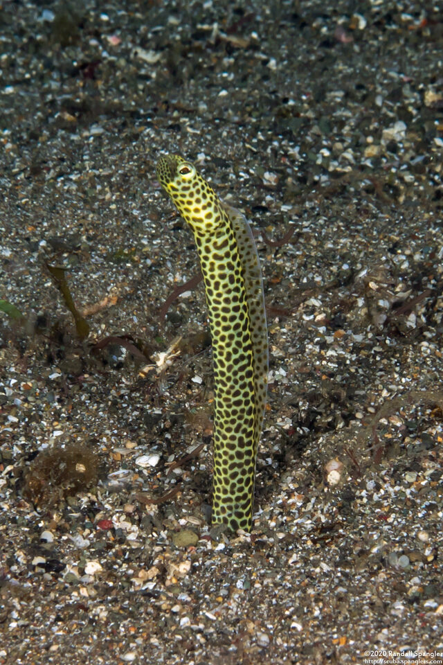 Heteroconger taylori (Taylor's Garden Eel)