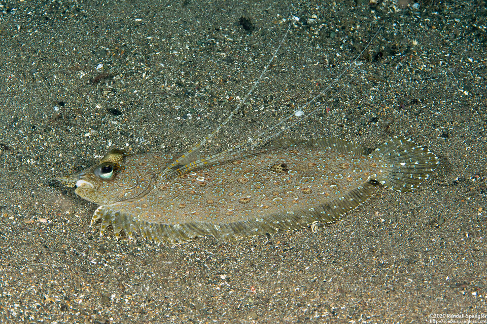 Bothus pantherinus (Panther Flounder)