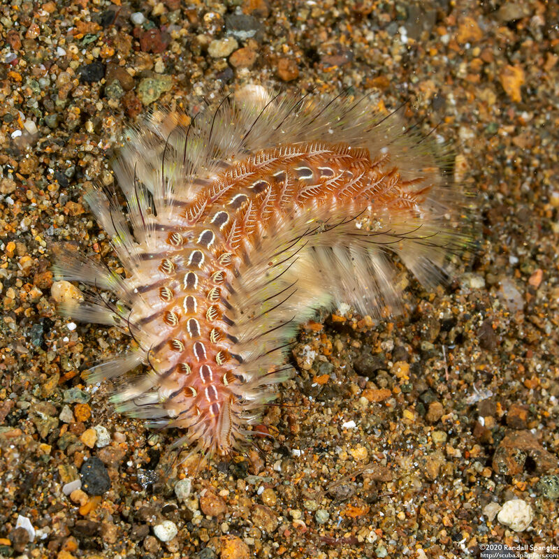 Chloeia amphora (Amphora Fireworm)