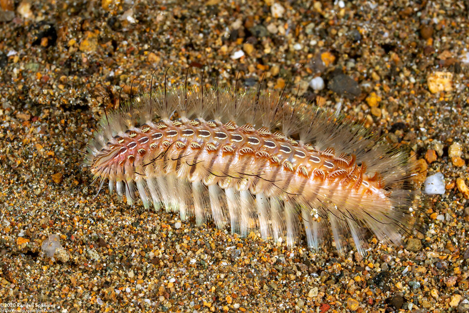 Chloeia amphora (Amphora Fireworm)
