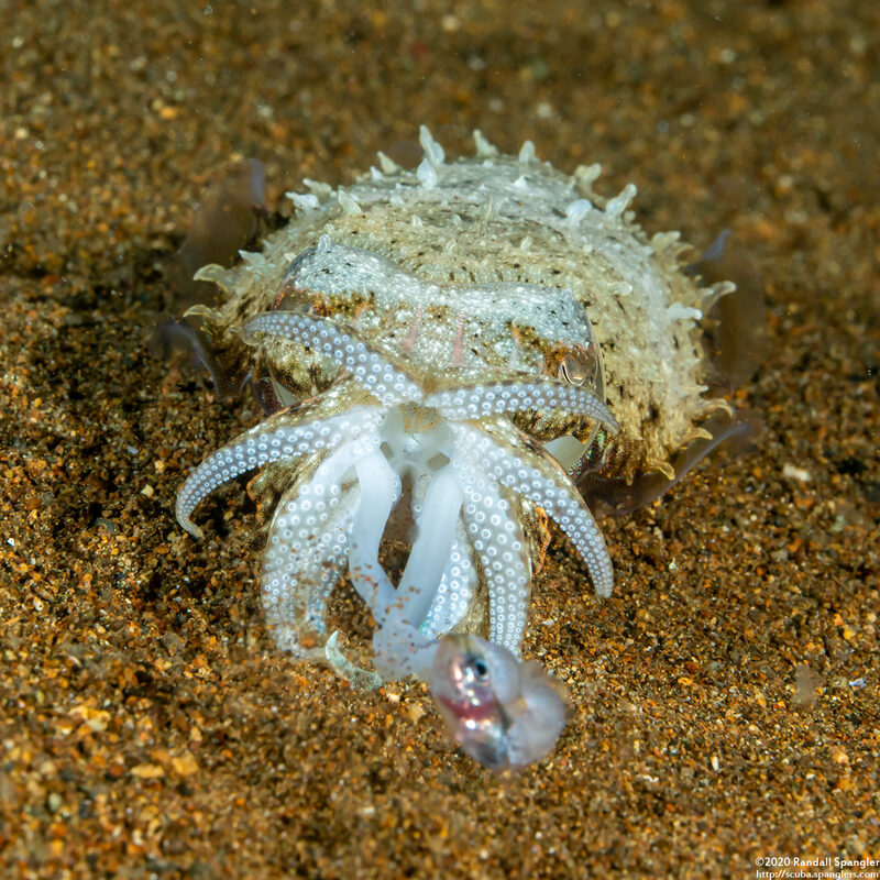 Sepia latimanus (Broadclub Cuttlefish); Catching a fish
