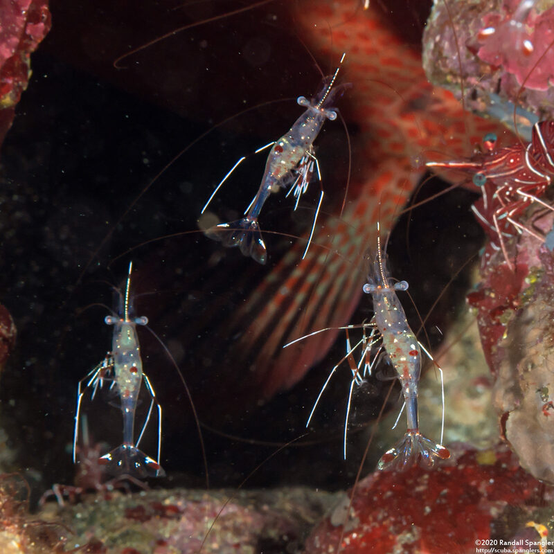 Urocaridella pulchella (Cave Cleaner Shrimp)