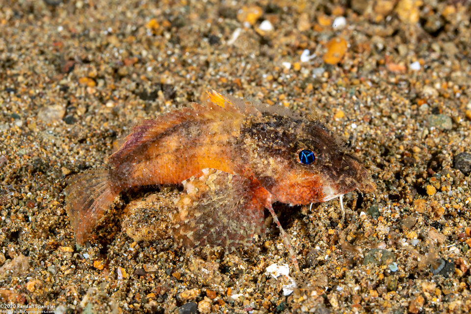 Minous trachycephalus (Rough-Head Stingfish)