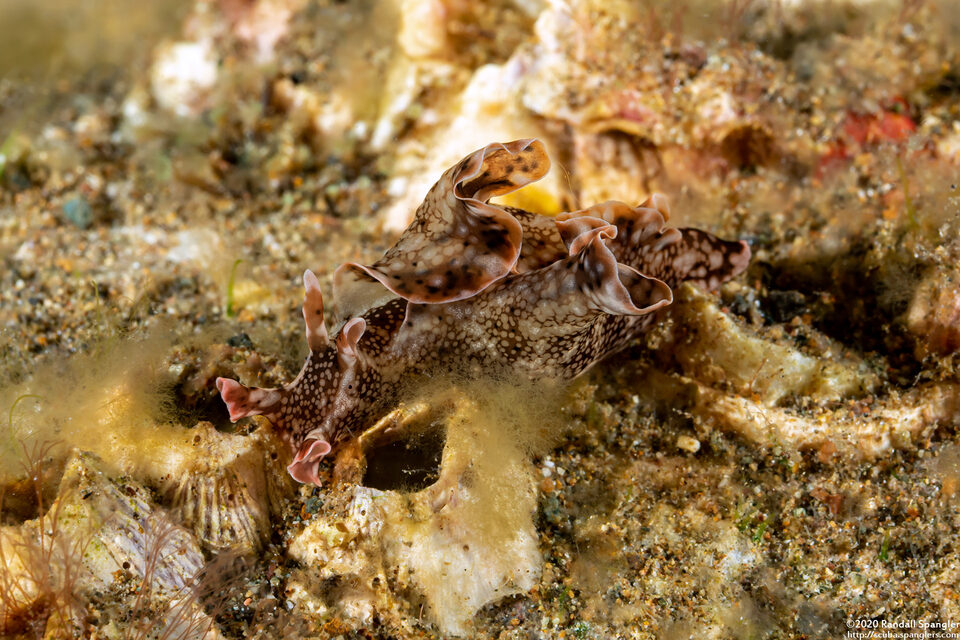 Aplysia parvula (Pygmy Sea Hare)