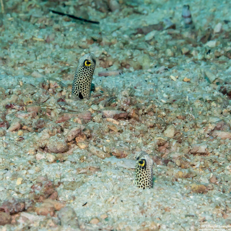 Heteroconger hassi (Spotted Garden Eel)