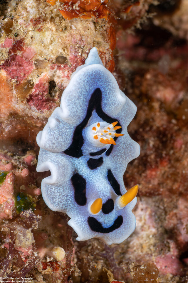 Chromodoris alcalai (Alcala’s Chromodoris)
