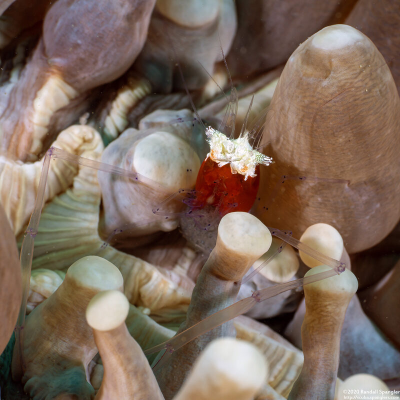 Cuapetes kororensis (Mushroom Coral Shrimp)