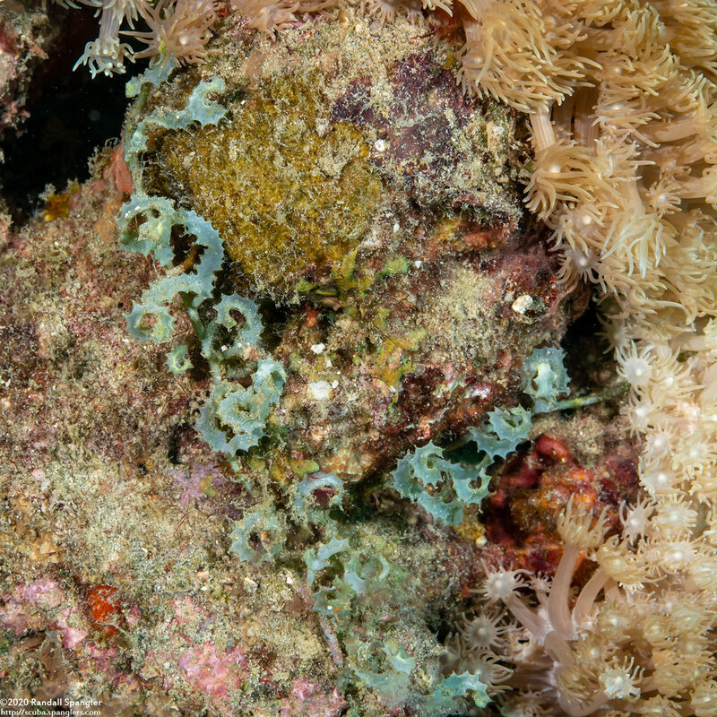 Caulerpa serrulata (Saw-Tooth Seaweed)
