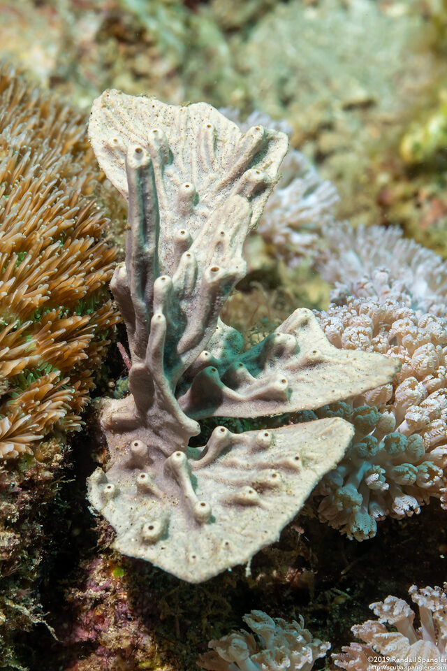 Polyfibrospongia contorta (Polyfibrospongia Contorta)