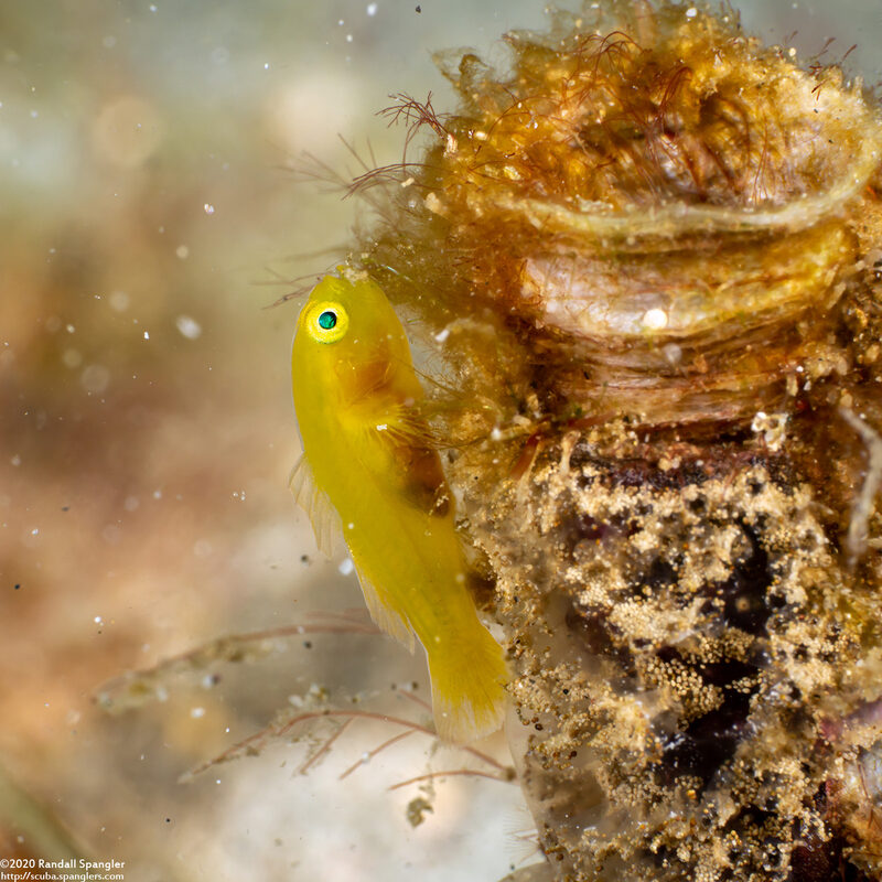 Lubricogobius exiguus (Ornate Goby)