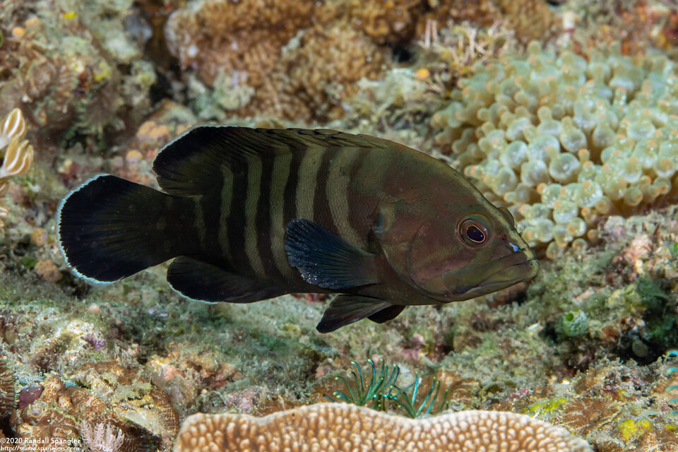 Cephalopholis boenak (Chocolate Grouper)