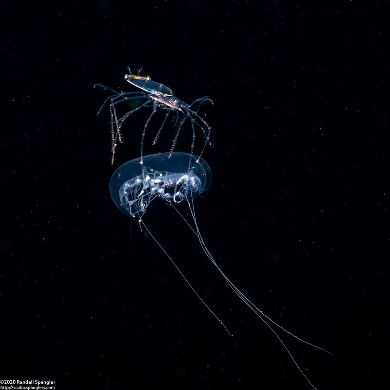 Family Scyllaridae (Slipper Lobster Phyllosoma)