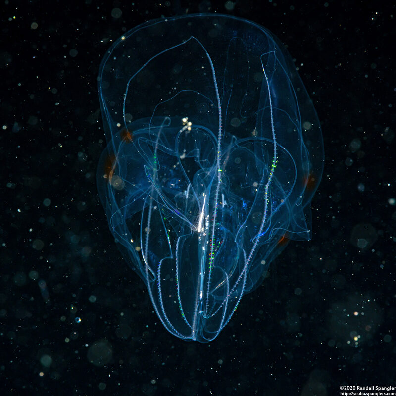 Bolinopsis sp.1 (Bolinopsis sp.1)