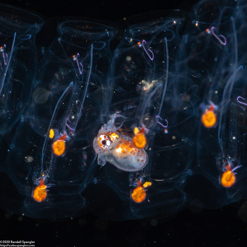 Argonauta hians (Paper Nautilus)