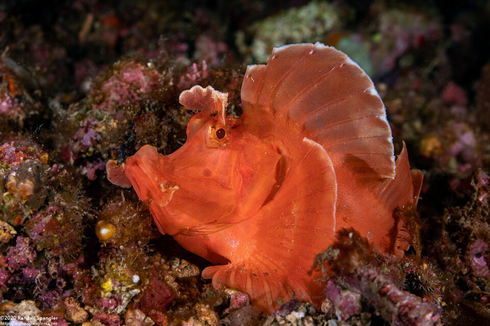 Rhinopias eschmeyeri (Paddle-Flap Scorpionfish)