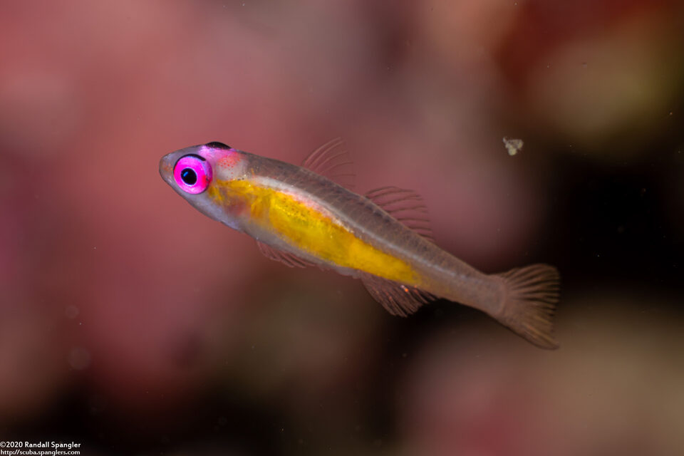 Bryaninops natans (Pinkeye Goby)