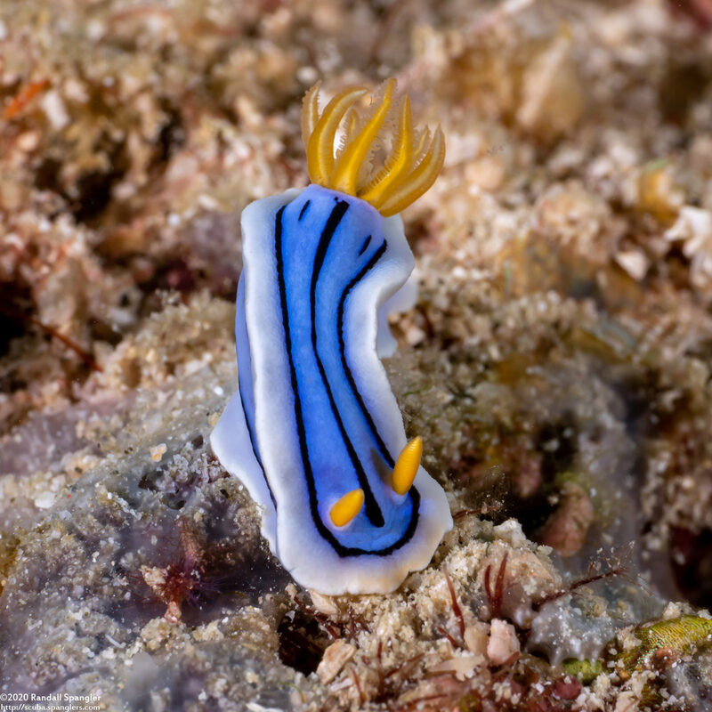 Chromodoris lochi (Loch's Chromodoris)