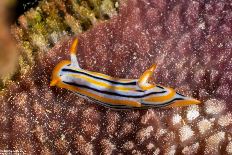 Chromodoris colemani (Coleman's Chromodoris)