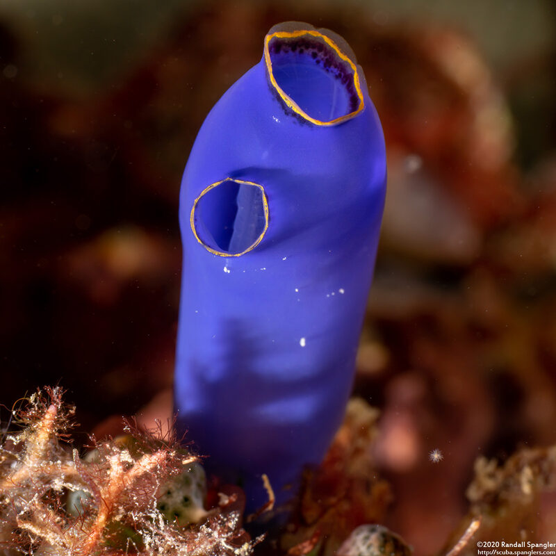 Clavelina coerulea (Clavelina Coerulea)