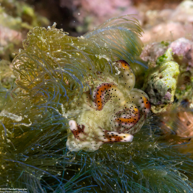 Elysia marginata (Elysia Marginata)