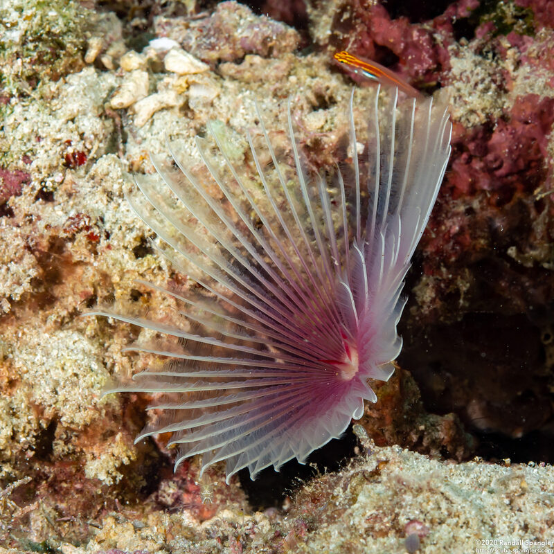 Bispira sp.2 (Bispira sp.2)