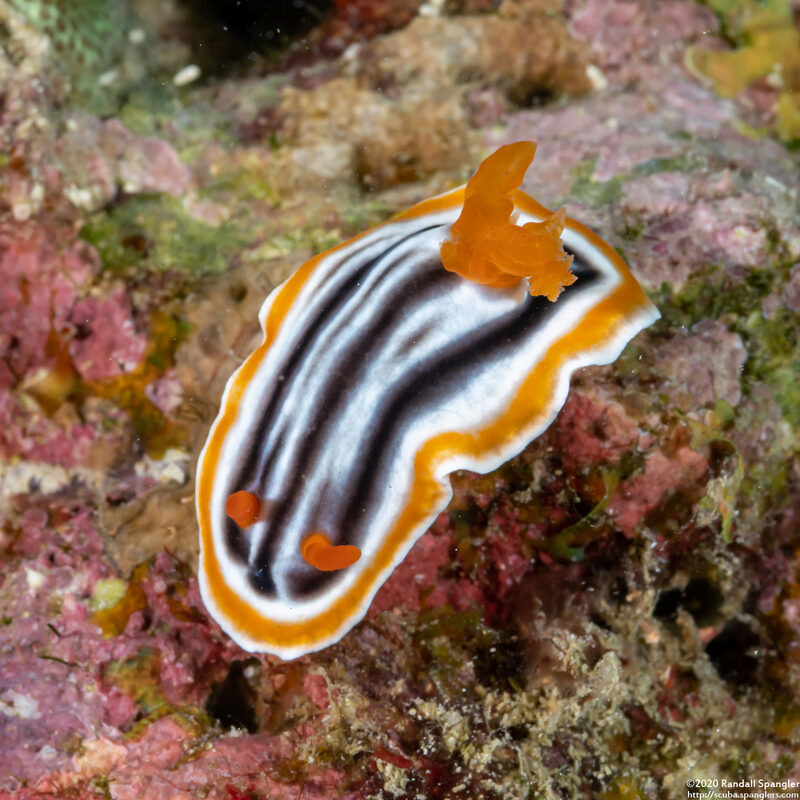 Chromodoris magnifica (Magnificent Chromodoris)