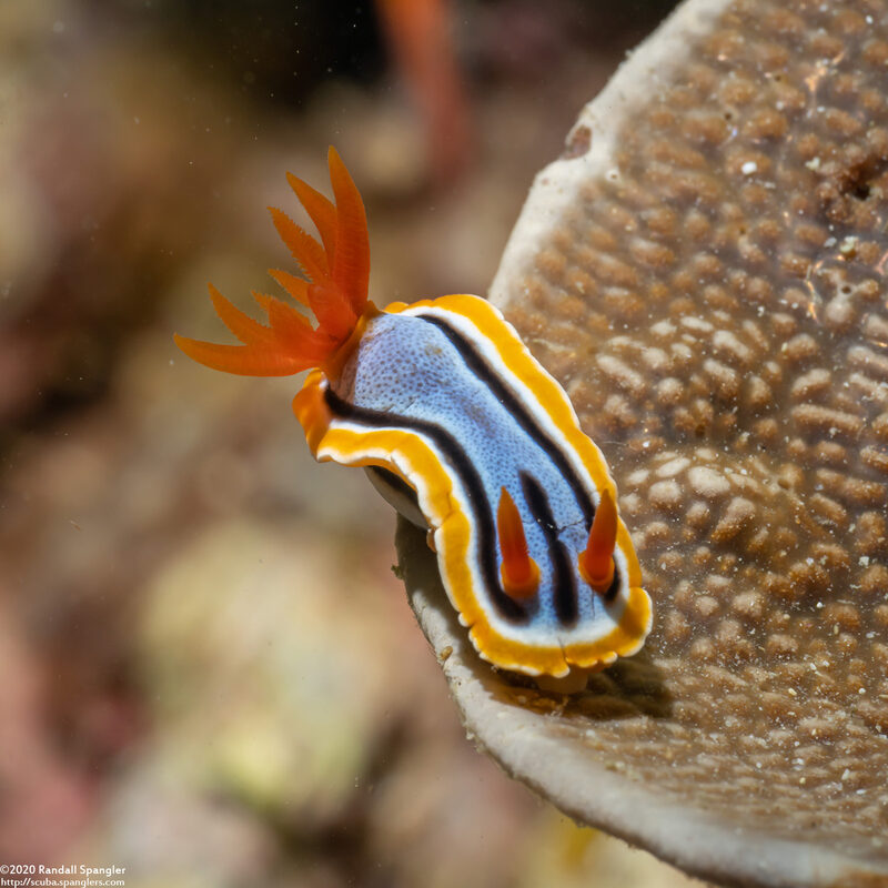 Chromodoris annae (Anna's Chromodoris)
