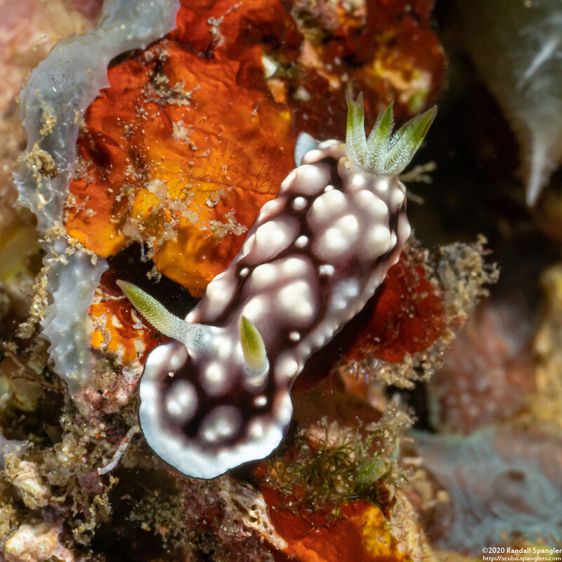 Goniobranchus geometricus (Geometric Chromodoris)