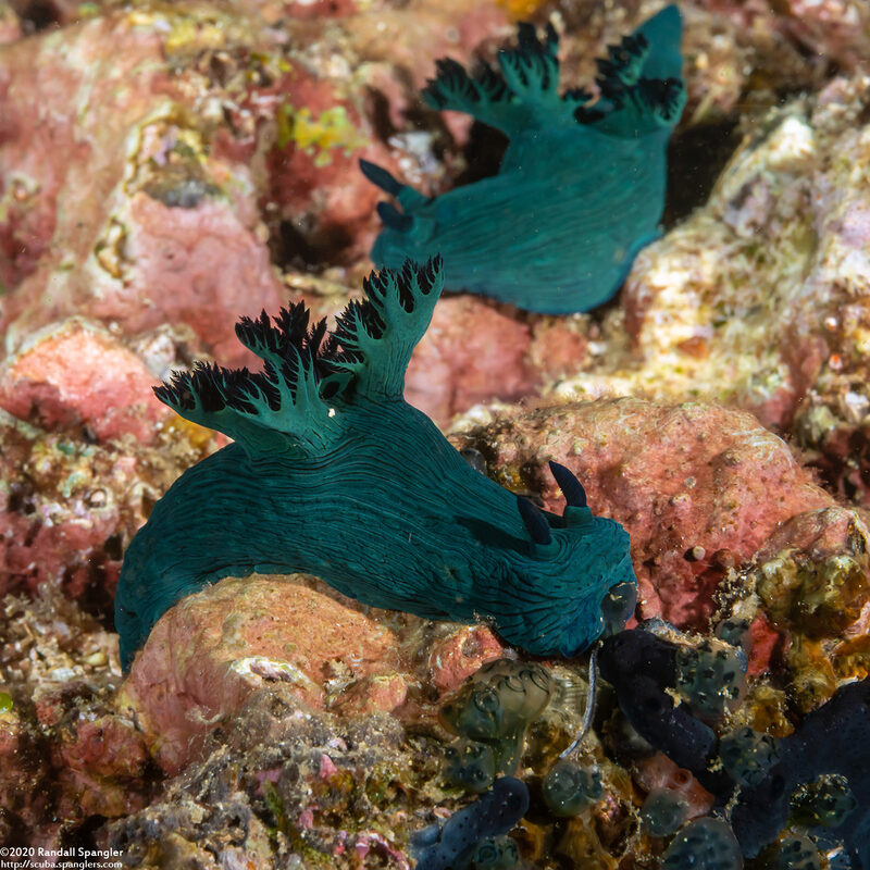 Nembrotha milleri (Miller's Nembrotha)