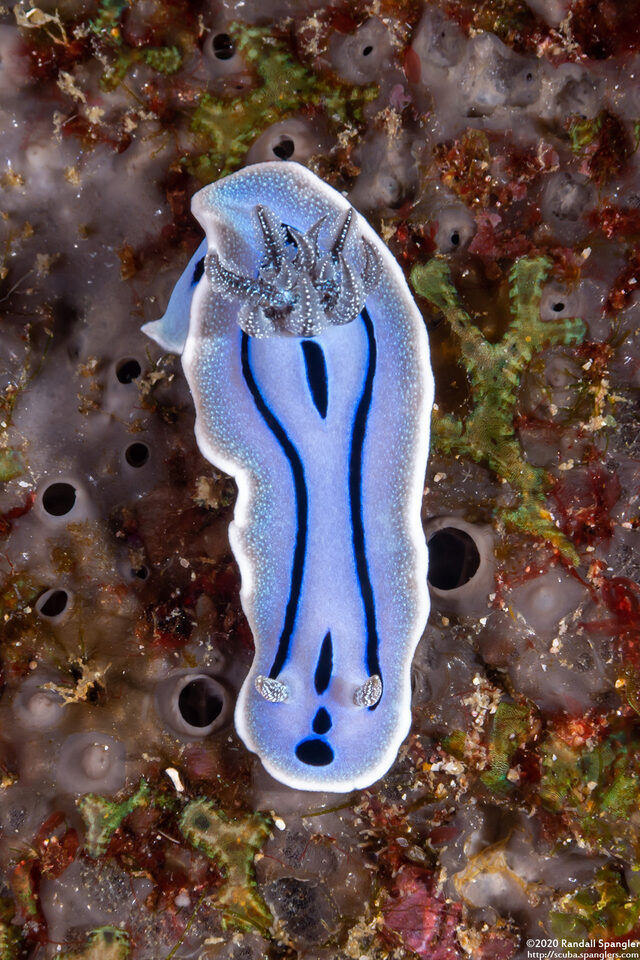 Chromodoris willani (Willan's Chromodoris)