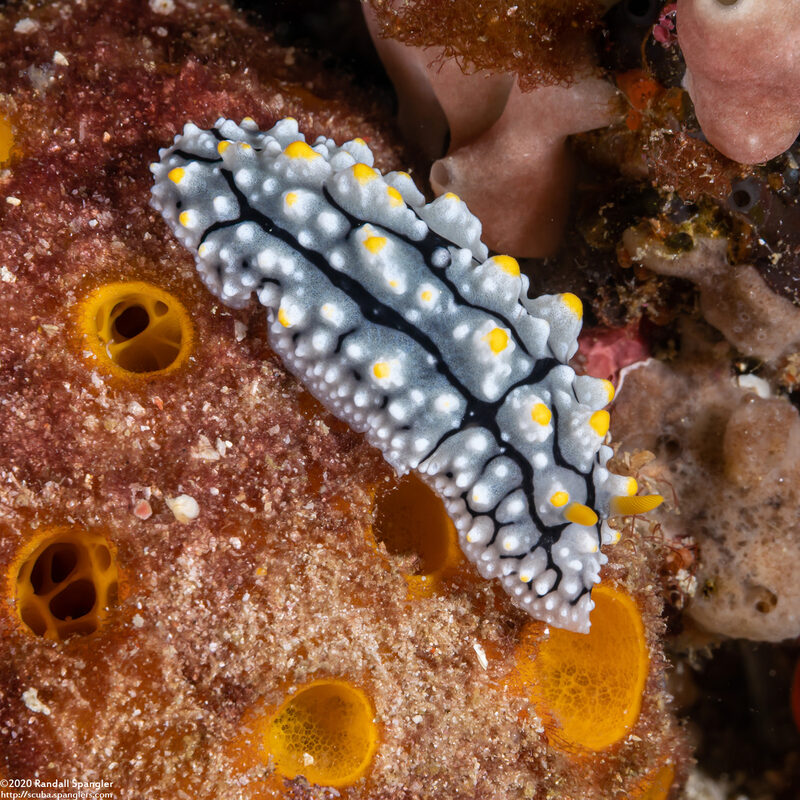 Phyllidia elegans (Elegant Phyllidia)