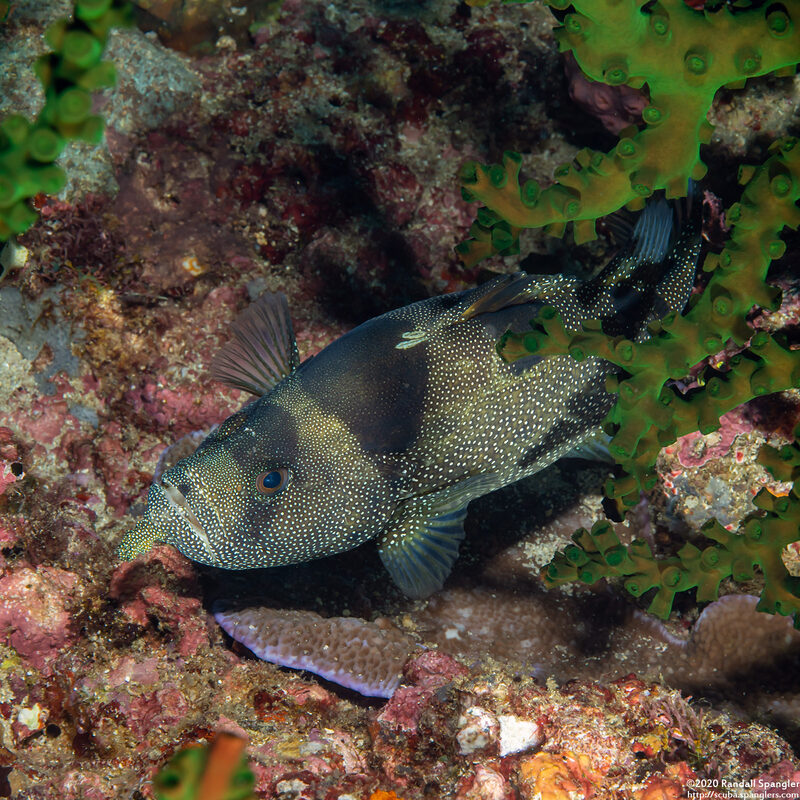 Pogonoperca punctata (Spotted Soapfish)