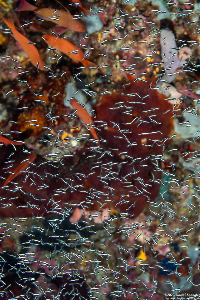 Pholidichthys leucotaenia (Convict Fish)