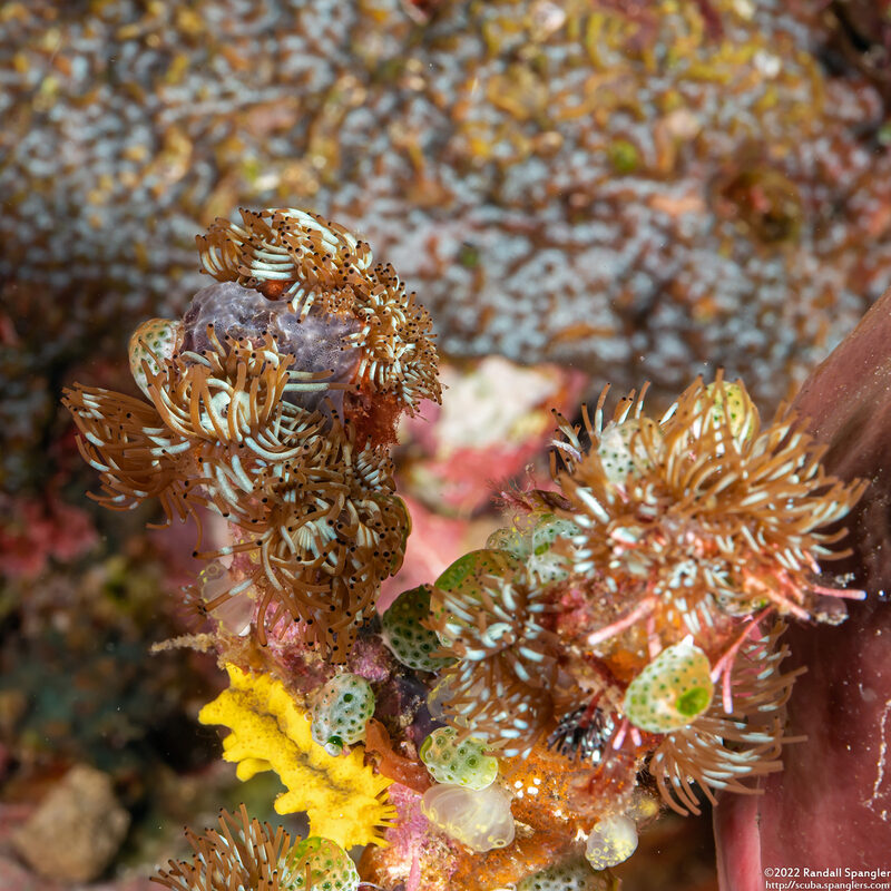 Acrozoanthus australiae (Stick Anemone)