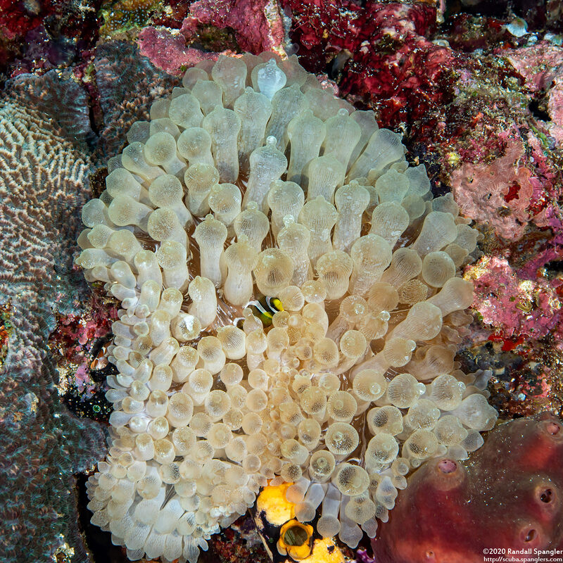 Entacmaea quadricolor (Bubble-Tip Anemone)