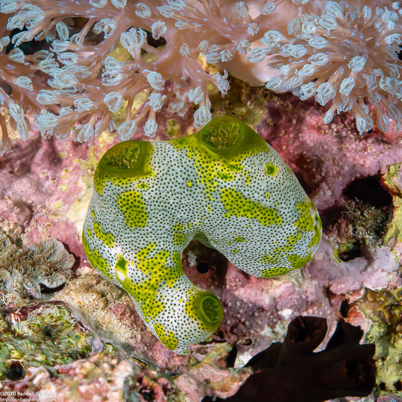 Didemnum molle (Urn Ascidian)