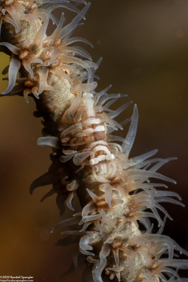 Pontonides ankeri (Barred Wire Coral Shrimp)