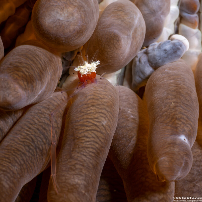 Cuapetes kororensis (Mushroom Coral Shrimp)