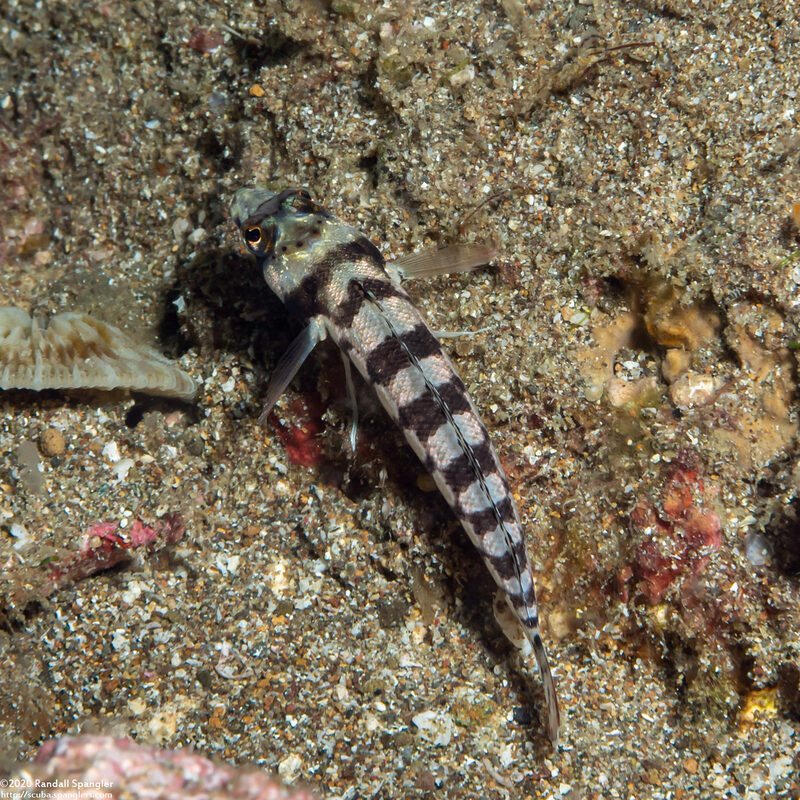 Parapercis tetracantha (Reticulated Sandperch)