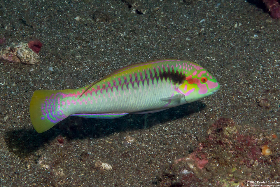 Halichoeres scapularis (Zigzag Wrasse)