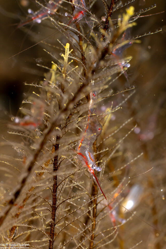 Manipontonia psamathe (Translucent Gorgonian Shrimp)