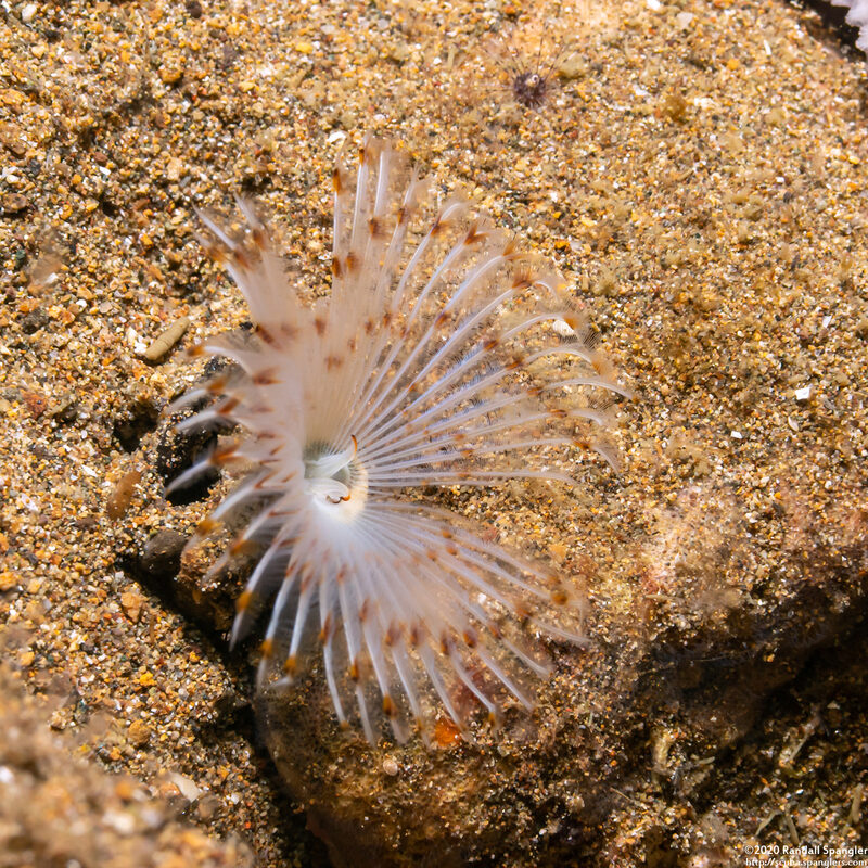 Sabellastarte sp.1 (Feather Duster Worm)