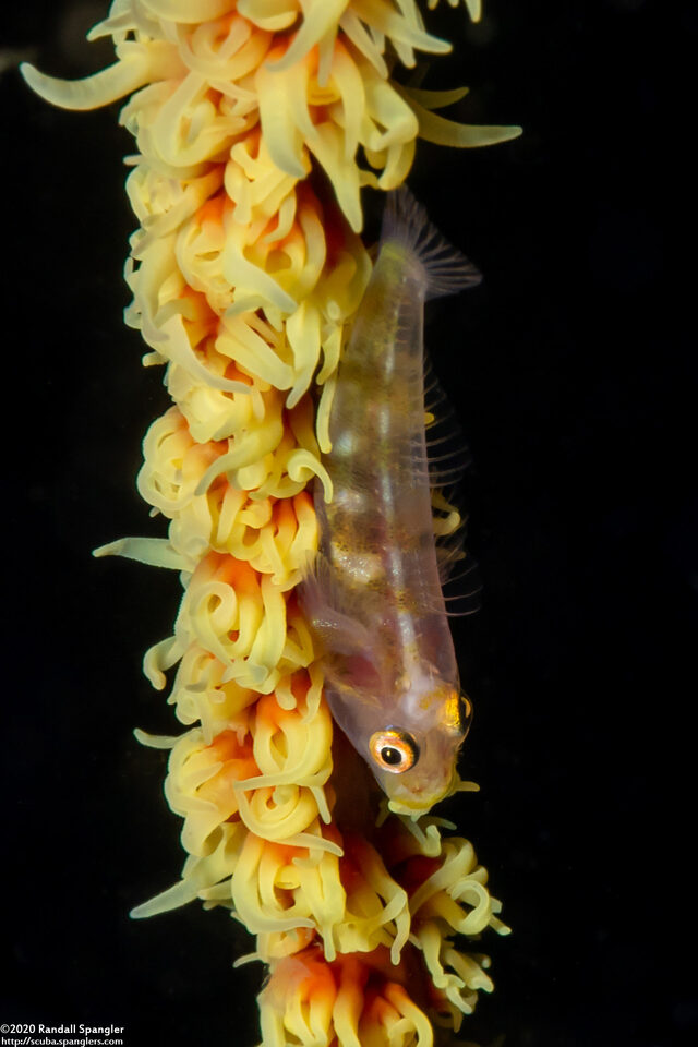 Bryaninops yongei (Wire Coral Goby)