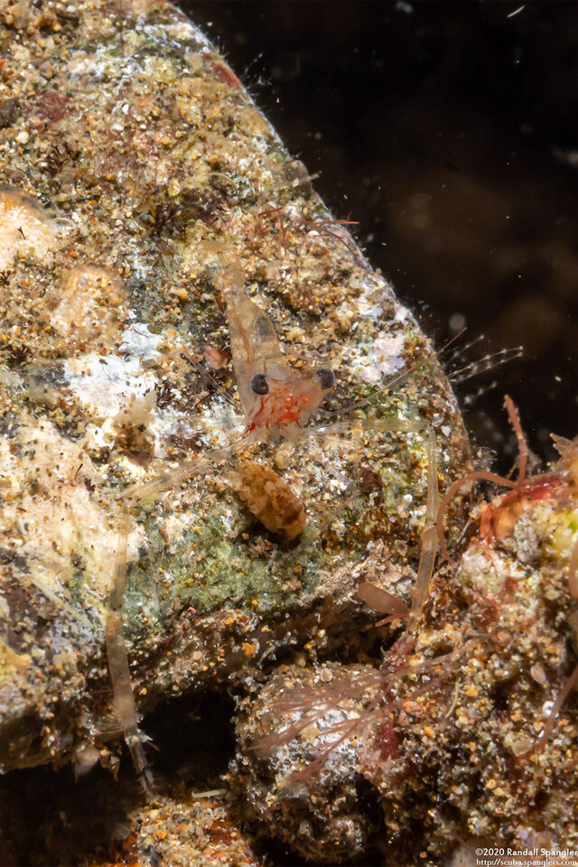 Cuapetes sp.3 (Cuapetes sp.3)