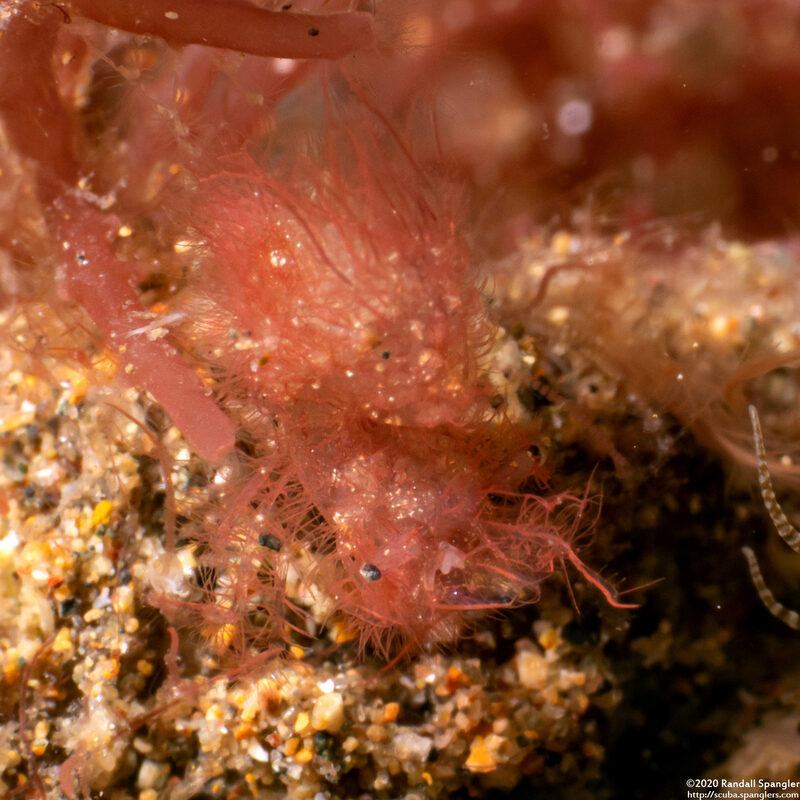 Phycocaris simulans (Red Algae Hairy Shrimp)