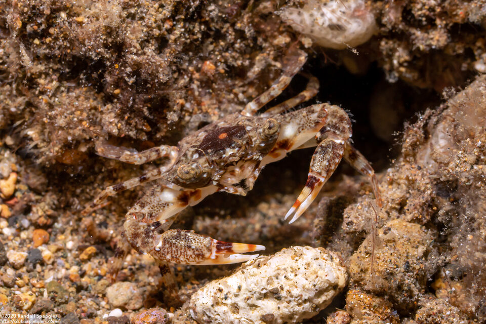 Charybdis sp.2 (Charybdis sp.2)