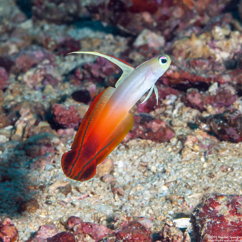 Nemateleotris magnifica (Fire Dartfish)