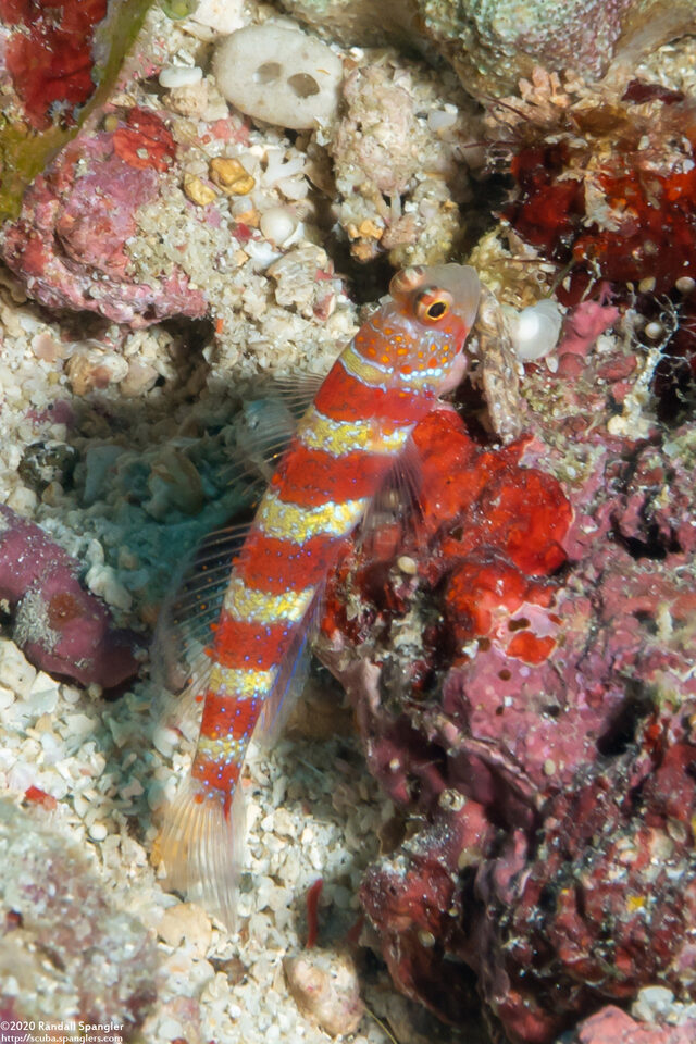 Amblyeleotris wheeleri (Gorgeous Shrimpgoby)